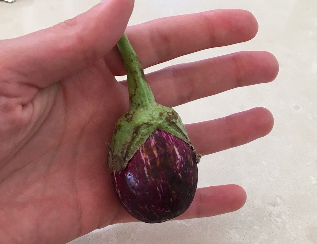 holidng-a-baby-eggplant-e1518068798754.jpg
